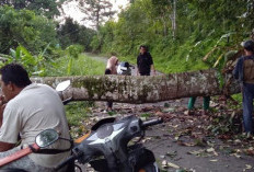 Cuaca Ekstrem, Pohon Besar Tumbang Hadang Pengendara di Desa Rindu Hati