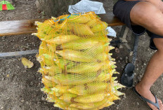 Harga Jagung Melonjak Naik, Kini Rp9.000 per Kg