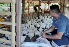 1.000 Ekor Ayam Broiler Dipanen, BUMDes Harapan Catat Capaian Positif