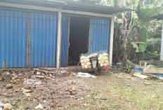 Harga Santan Naik, Penjual Asal Bengkulu Tengah Terpaksa Pesan Kelapa dari Luar Daerah
