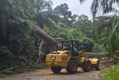 Evakuasi dan Tebang Pohon Rawan Tumbang di Liku Sembilan, Satuan Lantas Sempat Temukan Truk Terguling 