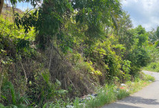 Jalan Lintas Desa Talang Pauh-Sidodadi Terpantau Dipenuhi Tumpukan Sampah 