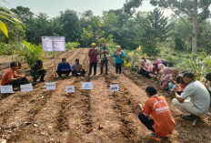 Program Sadesahe Dilaunching di Panca Mukti, Fokus Kembangkan Jagung sebagai Komoditas Unggulan