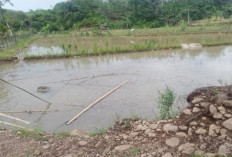Program Ketahanan Pangan Desa Datar Lebar, 20 Ribu Bibit Ikan Nila Akan Ditebar 