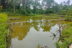 Pemdes Batu Raja Tingkatkan Ketahanan Pangan dengan Ternak Bebek dan Budidaya Ikan Nila, Ini Alasannya