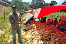 Desa Durian Demang Panen 2 Ton Jagung Manis, Pembagian Rata untuk Semua Warga