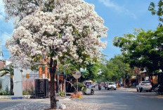 Fakta Menarik Pohon Tabebuya, Si Cantik yang Mirip Pohon Sakura