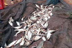 Ketahanan Pangan Desa Air Napal: Panen Raya Ikan Mas dan Patin Dibagikan ke Warga