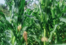 Lebih Kurang 1 Bulan Lagi Menuju Panen, Pemdes Karang Tengah Targetkan Panen 3 Ton Jagung 