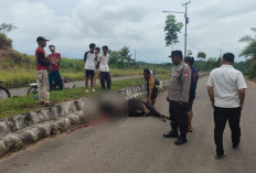 Sampel Sapi Ditemukan Mati di Jalan Perkantoran Masih Diteliti di Laboratorium