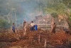 Si Jago Merah Mengamuk di Tanjung Raman, Kebun Sawit Warga Hangus Terbakar