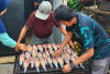 Inovasi Lele Asap TP PKK Taba Mutung Buka Peluang Kerja dan Tingkatkan Pendapatan Warga
