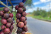 Buah Manggis Taba Penanjung, Manis dan Murah, Cuma Rp1.500/Buah