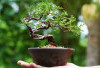 Sederet Fakta Menarik Tanaman Bonsai, Benarkah Bisa Hidup Hingga Ribuan Tahun?