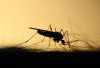 Wabah di Israel Ditularkan dari Nyamuk, West Nile Virus Belum Ada Vaksin dan Obatnya