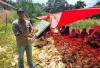 Desa Durian Demang Panen 2 Ton Jagung Manis, Pembagian Rata untuk Semua Warga